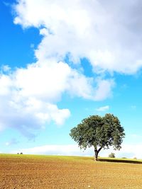 Tree on field against sky