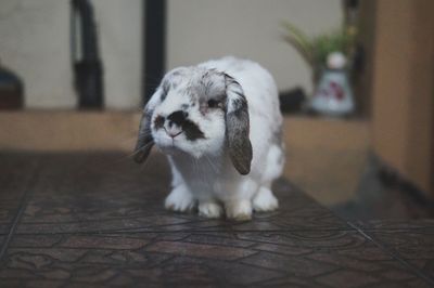 Close-up of rabbit on floor at home