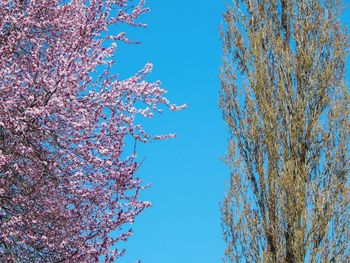 Low angle view of cherry blossom against blue sky