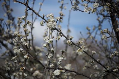 Low angle view of cherry blossom on tree