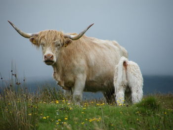 Cow standing on field against clear sky