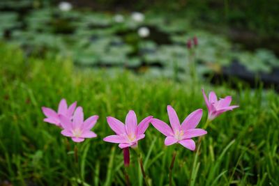 Close-up of pink flowers blooming outdoors