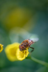 Close-up of bee pollinating on flower