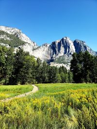 Scenic view of field against clear sky