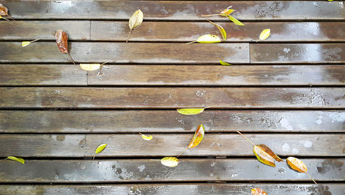 Leaf on wood