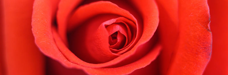 Close-up of red rose