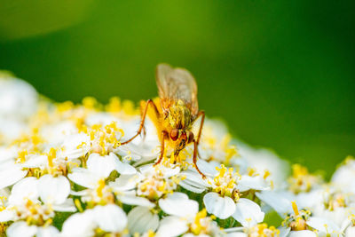 A fly on yarrow flowers.