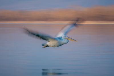 Bird in lake