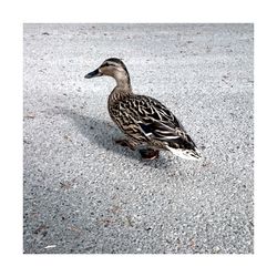 Close-up of bird perching on ground