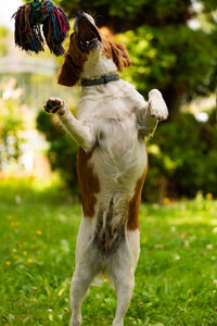 Dog standing on field