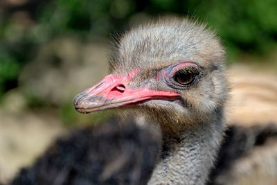 Close-up of a bird