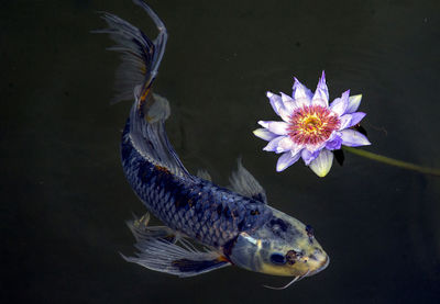 Close-up of fish swimming in lake