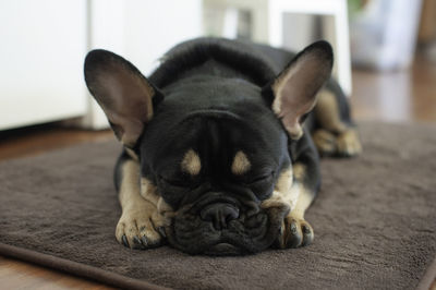 Close-up of a dog sleeping