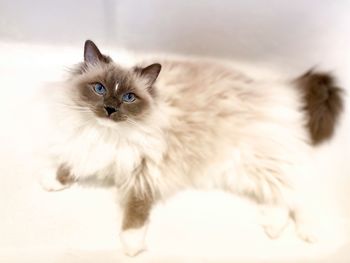 Portrait of kitten