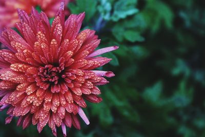 Close-up of wet red flower