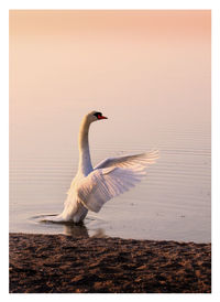 Bird on beach against clear sky