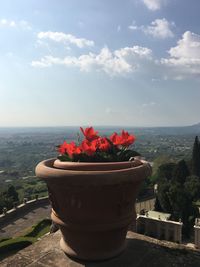 Close-up of potted plant by retaining wall against sky