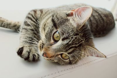 Close-up portrait of cat relaxing