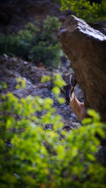 Curious glances behind the rock