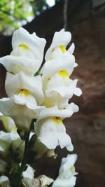 Close-up of white flowers blooming outdoors