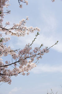 Low angle view of cherry blossoms against sky