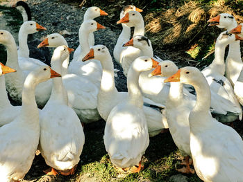 Close-up of birds on white background