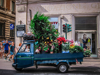 View of potted plants in building