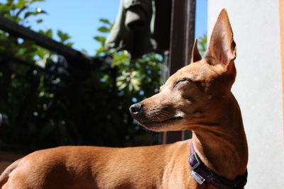 Close-up of dog looking away