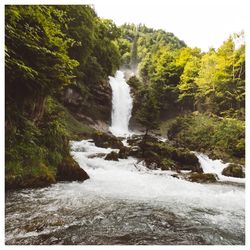 Scenic view of waterfall in forest