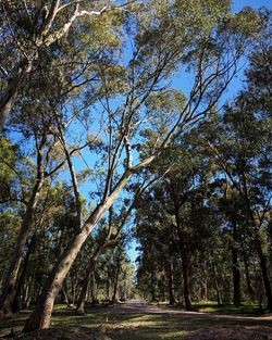 Trees in forest against sky