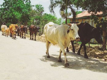 Cows in a horse