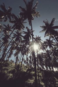 Sun shining through trees