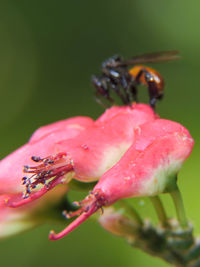 Close-up of water drops on pink flower