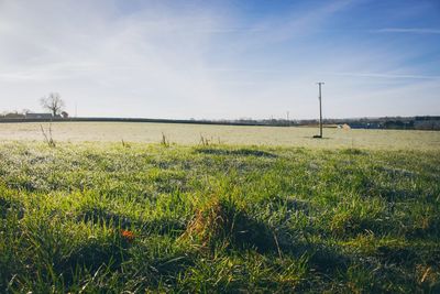 Scenic view of field against sky