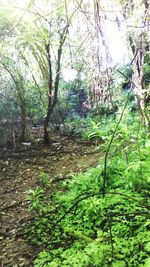 Trees in forest