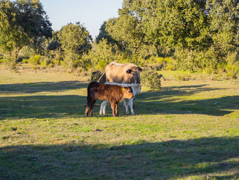 Horse on field