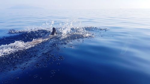 View of jellyfish swimming in sea