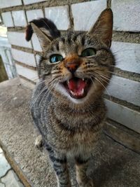 Close-up portrait of a cat