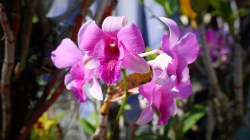 Close-up of pink flowering plant