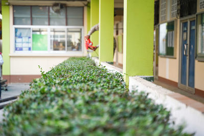 Close-up of potted plants outside building