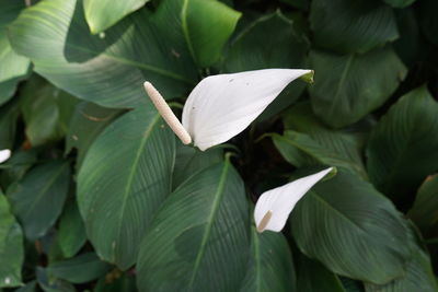 Close-up of white flowering plant leaves