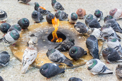 High angle view of pigeons perching by fire pit
