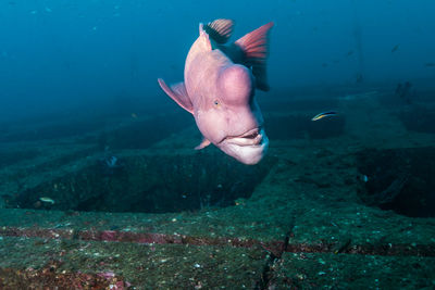 Fish swimming in sea