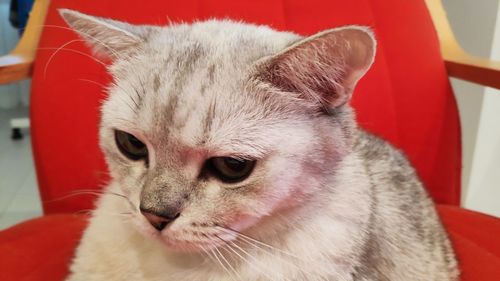 Close-up of a cat looking away