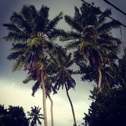 Low angle view of palm trees