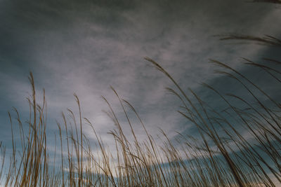 Close-up of grass against sky