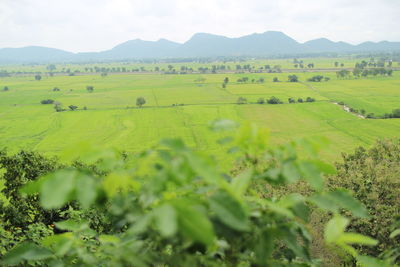 Scenic view of agricultural field against sky