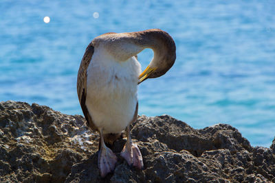 Close-up of bird on rock by sea