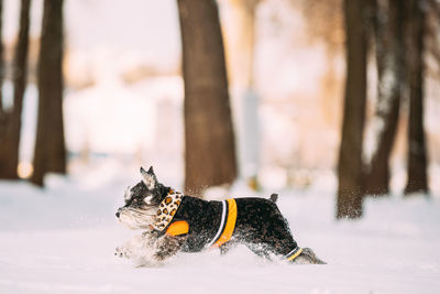 Dog running on snow covered field