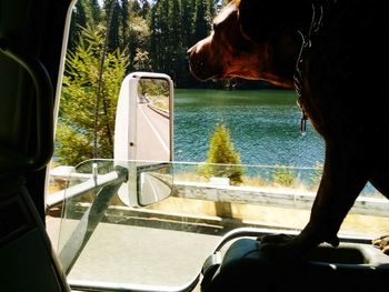 Horse cart by lake against sky